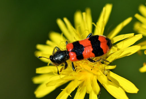 Gemeiner Bienenkäfer - Trichodes apiarius; Streuobstwiese bei Karlsbad-Spielberg; auf der Roten Liste Deutschlands, Kategorie 3 (gefährdet) (G. Franke, 28.05.2026)