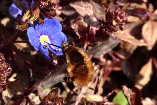 Kleiner Wollschweber - Bombylius minor, Ordnung der Zweiflügler, Familie der Schweber; ca. 8 mm lang ohne Rüssel; saugt Nektar aus einer Ehrenpreisblüte (G. Franke, 25.03.2021, Spielberg)