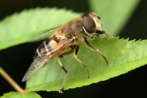 Eristalis similis - Unvorhersehbare Keilfleckschwebfliege; relativ selten (G. Franke, 17.07.2021) 