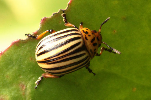 Kartoffelkäfer - Leptinotarsa decemlineata, bei Spielberg (G. Franke, 25.08.2021)