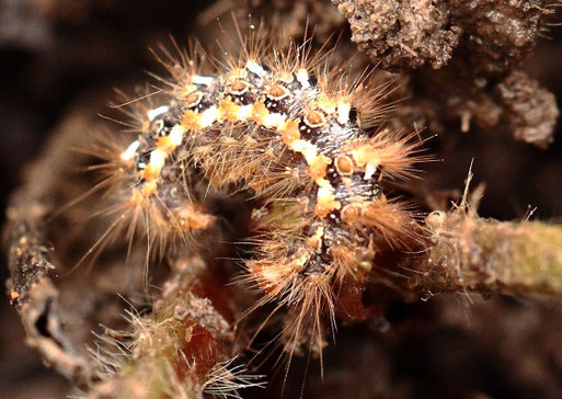 Raupe der Ampfer-Rindeneule - Acronicta rumicis; bei Spielberg (G. Franke, 28.08.2021)