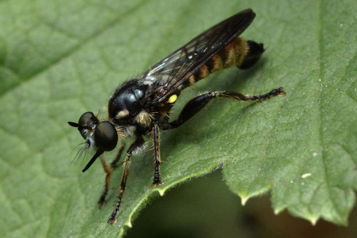 Fransen-Mordfliege - Choerades fimbriata; Fam. der Raubfliegen; ein Jäger auf seinem Ansitz lauert auf kleine Fliegen, Mücken und Bienen; bei Karlsbad-Spielberg (G. Franke, 04.07.2020)