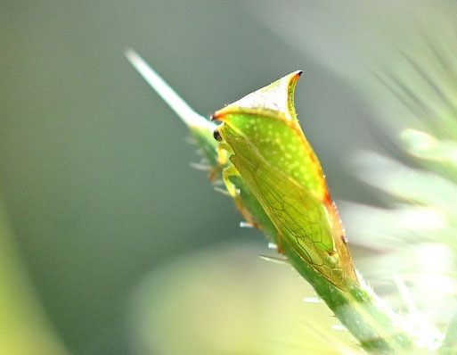 Büffelzikade - Stictocephala bisonia (G. Franke)