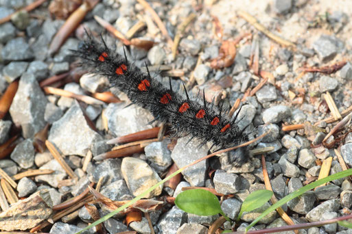 Raupe des Trauermantels am Rande des Spitzhüttenweges  oberhalb des Eyachtales (G. Franke, 15.06.2017)