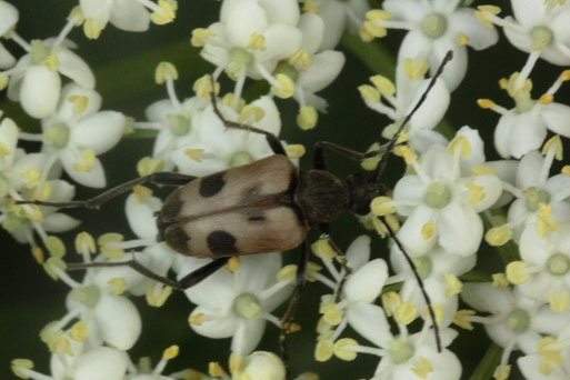 Gefleckter Blütenbock - Pachytodes cerambyciformis; auf Holunderblüten - Waldwegrand im Albtal (G. Franke, 09.06.2019)