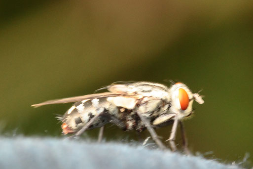 Graue Fleischfliege - Sarcophaga carnaria; Streuobstwiese südlich von Spielberg (G. Franke, 27.08.2018)