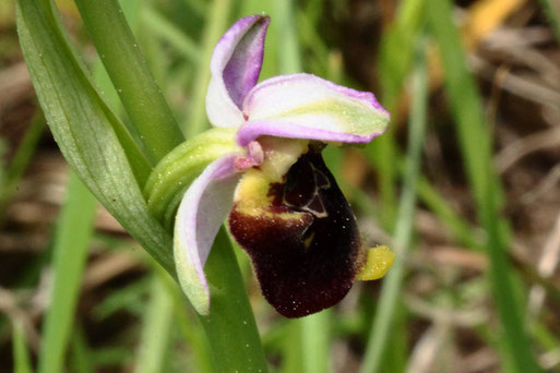 Hummel-Ragwurz - Ophrys holoserica (G. Franke, 10.05.2022)