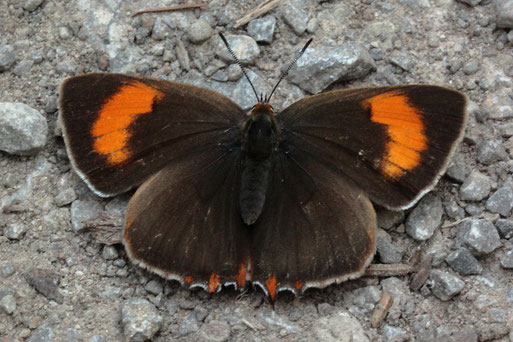 Nierenfleck-Zipfelfalter - Thecla betulae; Waldwegrand bei Ittersbach (G. Franke)
