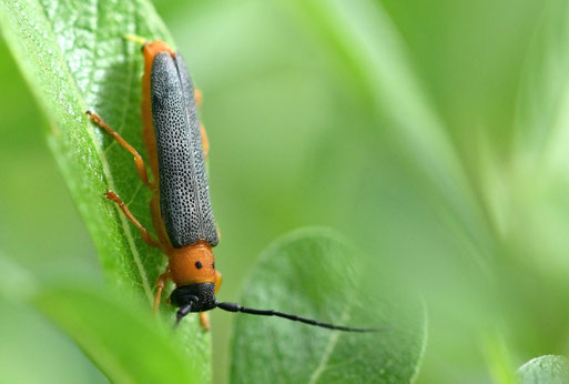 Weiden-Linienbock - Oberea oculata; auf einem Weidenblatt ruhend am Rande der NABU-Blüh- und Wiesenfläche im Gartenzentrum Jansen bei Spielberg (G. Franke, 30.05.2026)