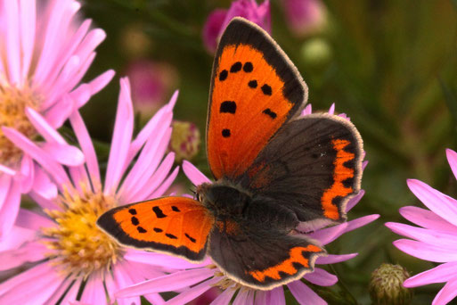 Kleiner Feuerfalter - Lycaena phlaeas; Garten bei Karlsbad-Spielberg (G. Franke, 27.09.2021)                          