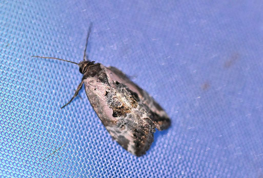 Marmoriertes Gebüscheulchen - Elaphria venustula; bei Karlsbad-Spielberg (G. Frnke, 13.06.2026)