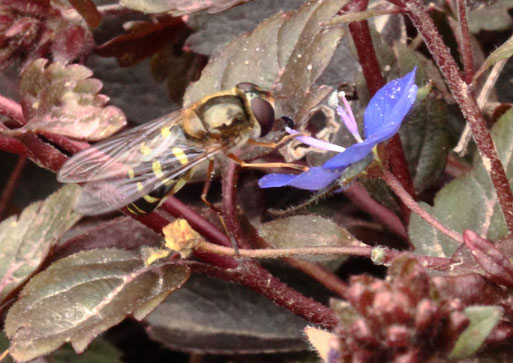 Mondfleck-Schwebfliege auf einer Ehrenpreis-Blüte im Garten bei Kalrsbad-Spielberg (G. Franke, 29.02.2020)