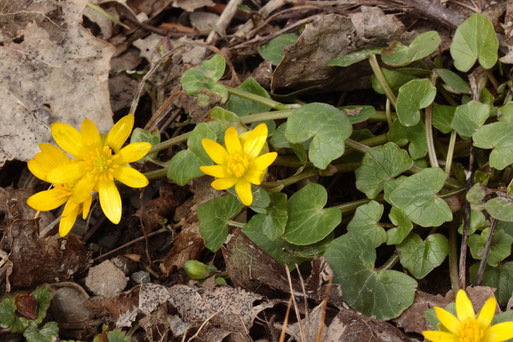 Scharbockskraut - Ranunculus ficaria; bei Karlsbad-Spielberg (G. Franke, März 2018)