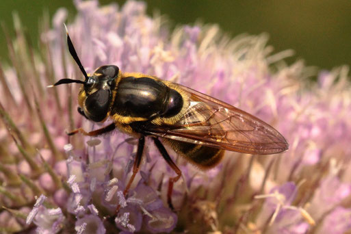 und wieder ein äußerst seltener Gast auf den Blüten der Wilden Karde - die Goldene Glanzschwebfliege - Callicera aurata; ... gleicher Monat und gleicher Ort bei Spielberg (G. Franke, 25.07.2021)