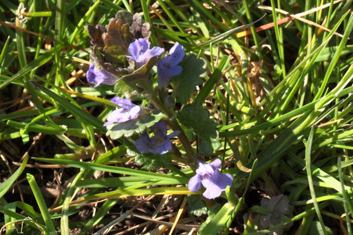Gundermann - Glechoma hederacea; aufblühend auf einer Streuobstwiese südlich von Spielberg (G. Franke, 23.03.2022)