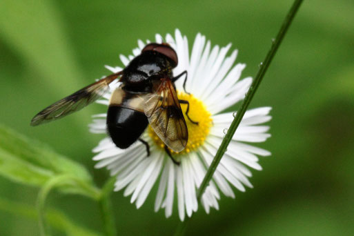 Gemeine Waldschwebfliege - Volucella pellucens; Waldwegrand bei Langenalb auf der Blüte einer Feinstrahlaster (G. Franke, 20.06.2021)
