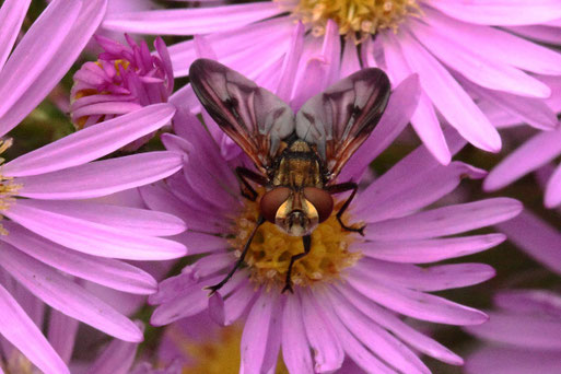 Breitflügelige Raupenfliege im Garten auf Asternblüten (G. Franke, 30.09.2019)
