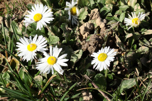 Gänseblümchen - Bellis perennis; Ackerrand zu Weg zwischen Langensteinbach und Auerbach (G. Franke, 25.02.2021)