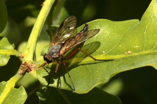 Gemeine Schnepfenfliege - Rhagio scolopaceus; Streuobstwiesenrand zu Gehölzstreifen (G. Franke, 15.05.2022)