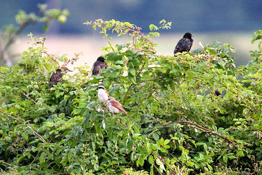 Stare - Stunus vulgaris und ein Neuntöter-Pärchen - Lamius collurio, bei Karlsbad-Spielberg (B. Guthmann, 17.07.2021)