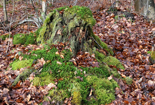 Moose in unserer Umgebung