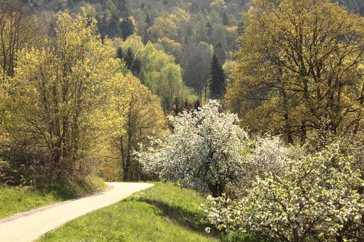 zwischen Loffenau und Lautenbach (G. Franke, 20.04.2022)