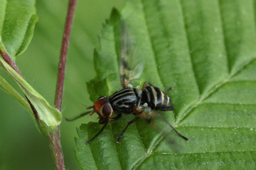 Elegante Schmuckfliege - Otites formosa; Streuobstwiesenrand südlich von Spielberg (G. Franke, 15.05.2022)