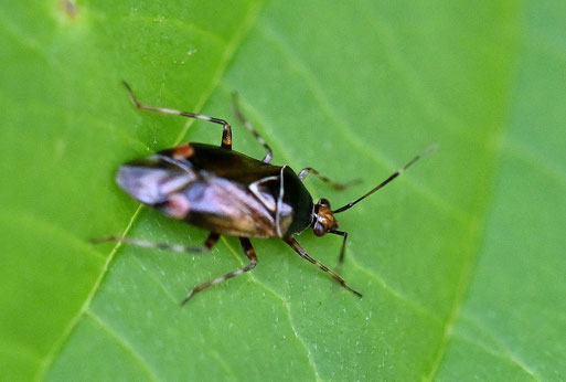 Italienische Halsringweichwanze - Deraeocoris flavilinea; Garten bei Karlsbad-Spielberg - im Haselgebüsch (G. Franke, 22.06.2026) - die Art ernährt sich räuberisch, vor allem von Blattläusen
