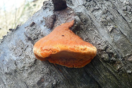 Zinnobertramete – Pycnoporus cinnabarinus. Streuobstwiese bei Spielberg (B. Miggel, 20.09.2022)