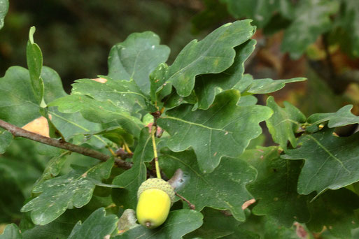 Stiel-Eiche - Quercus robur; Name hat den Ursprung von den gestielten Früchten, die Blätter sitzen am Ast -  Wegrand an der alten Deponie bei Ittersbach (G. Franke, 16.09.2020)