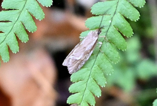 Herbst-Buchenmotte - Diurnea lipsiella; bei Karlsbad-Spielberg am Waldwegrand (G. Franke, 28.10.2025) vielen Dank für die Bestimmungshilfe bei iNaturalist