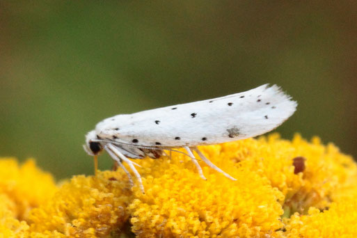 Gespinstmotte unbest. - Yponomeuta spec.; Streuobstwiesenrand südlich von Spielberg (G. Franke, 15.08.2022) am Foto sind die Gespinstmotten dieser Gattung ohne Bezug zur Wirtspflanze nicht bestimmbar