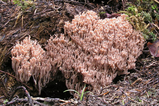 B. Miggel