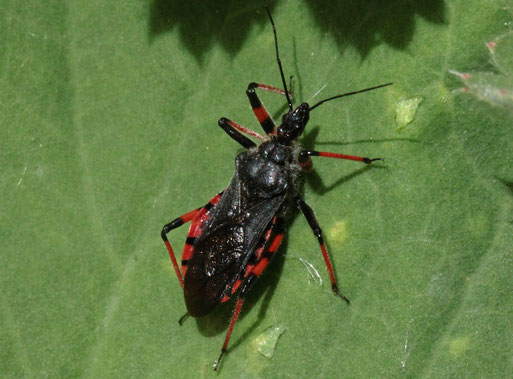 Geringelte Mordwanze - Rhynocoris annulatus; Garten bei Spielberg (G. Franke, 28.05.2019)