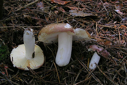 Bild 1 – Amethyst-Täublinge aus dem Brenntenwald, Schwanner Warte. Foto: Bernd Miggel.