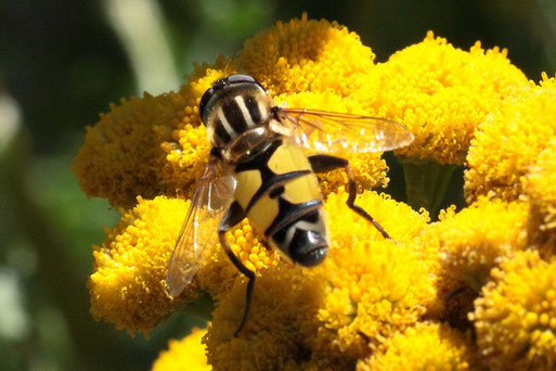 Große Sumpfschwebfliege - Helophilus trivittatus; auf Rainfarnblüten - Streuobstwiese südlich von Spielberg (G. Franke, 09.08.2022)