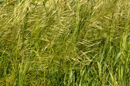 Standort der Tauben Trespe - Bromus sterilis; zwischen Acker und Obstbaum bei Auerbach (G. Franke, 08.05.2021)