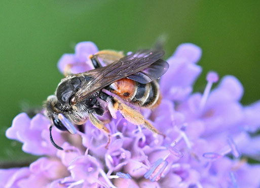 Knautien-Sandbiene auf den Blüten der Acker-Witwenblume; Wiese bei Karlsbad-Spielberg (G. Franke, 16.05.2026)