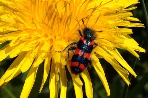 Zottiger Bienenkäfer - Trichodes alvearius; auf einer Löwenzahnblüte - Streuobstwiese bei Spielberg, ca. 10 - 12 mm (Gerold Franke, 27.04.2021)