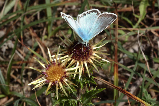 Silbergrüner Bläuling auf den Blüten der Golddistel - Kalkmagerrasen bei Keltern (G. Franke, 31.07.2019)