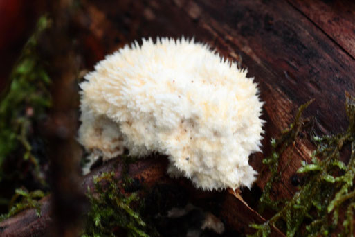 Weißer Polsterpilz - Postia ptychogaster (G. Franke, 22.10.2022)