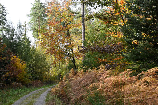 herbstlicher Mischwald bei Karlsbad-Ittersbach (G. Franke, 01.11.2023)