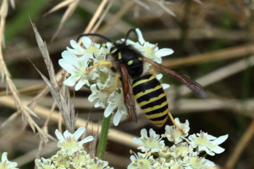 Gemeine Wespe - Vespula vulgaris; Streuobstwiese südwestlich von Spielberg (G. Franke, 09.07.2022)