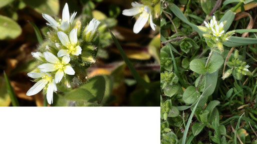 Knäuel-Hornkraut - Cerastium glomeratum; Ackerränder zwischen Langensteinbach und Auerbach (G. Franke, 20.04.2021)