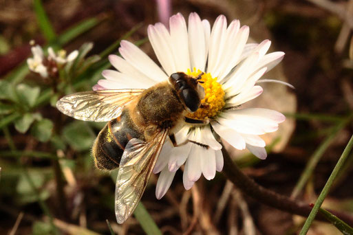 Eristalis tenax - Mistbiene, weiblich - beim Weibchen stehen die Augen weiter auseinander als beim Männchen und die gelben Flecken sind nur auf dem 2. Segment; bei Spielberg (G. Franke, März 2021)