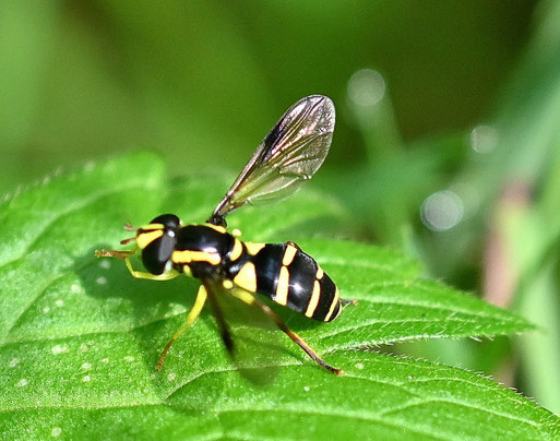 Späte Gelbrandschwebfliege - Xanthogramma pedissequum; Waldwegrand bei Waldbronn-Etzenrot (G. Franke, 06.08.2025)