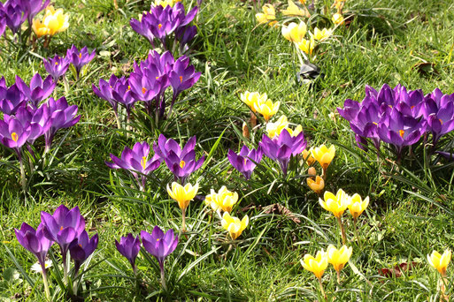 Krokusse in voller Blüte - Garten bei Karlsbad-Spielberg (G. Franke, 08.03.2020)