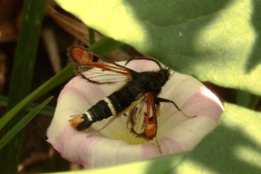 Roter Ampferglasflügler - Pyropteron chrysidiformis; ein Kleinschmetterling; sitzt am Ackerrand auf einer Acker-Winden-Blüte (G. Franke, 26.06.2021) bestätigt im Lepiforum; Rote Liste Baden-Württembergs: Vorwarnstufe