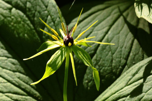 Einbeere - Paris quadrifolia; Waldwegrand bei Ittersbach (G. Franke, 19.05.2020)