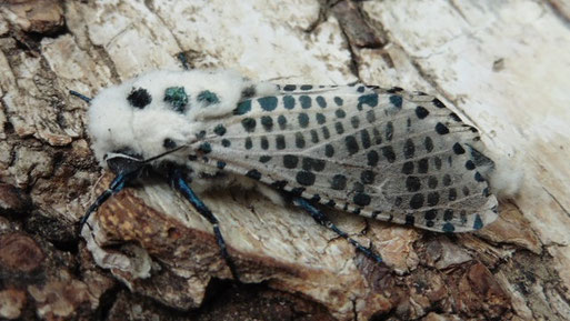 Blausieb - Zeuzera pyrina; Landkreis Karlsruhe (H. Schuldt, Sommer 2025)